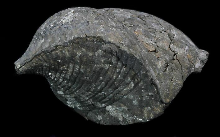 Large Pyrite Replaced Brachiopod (Paraspirifer) - Ohio #34184